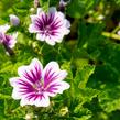 Sléz lesní 'Zebrina' - Malva sylvestris 'Zebrina'