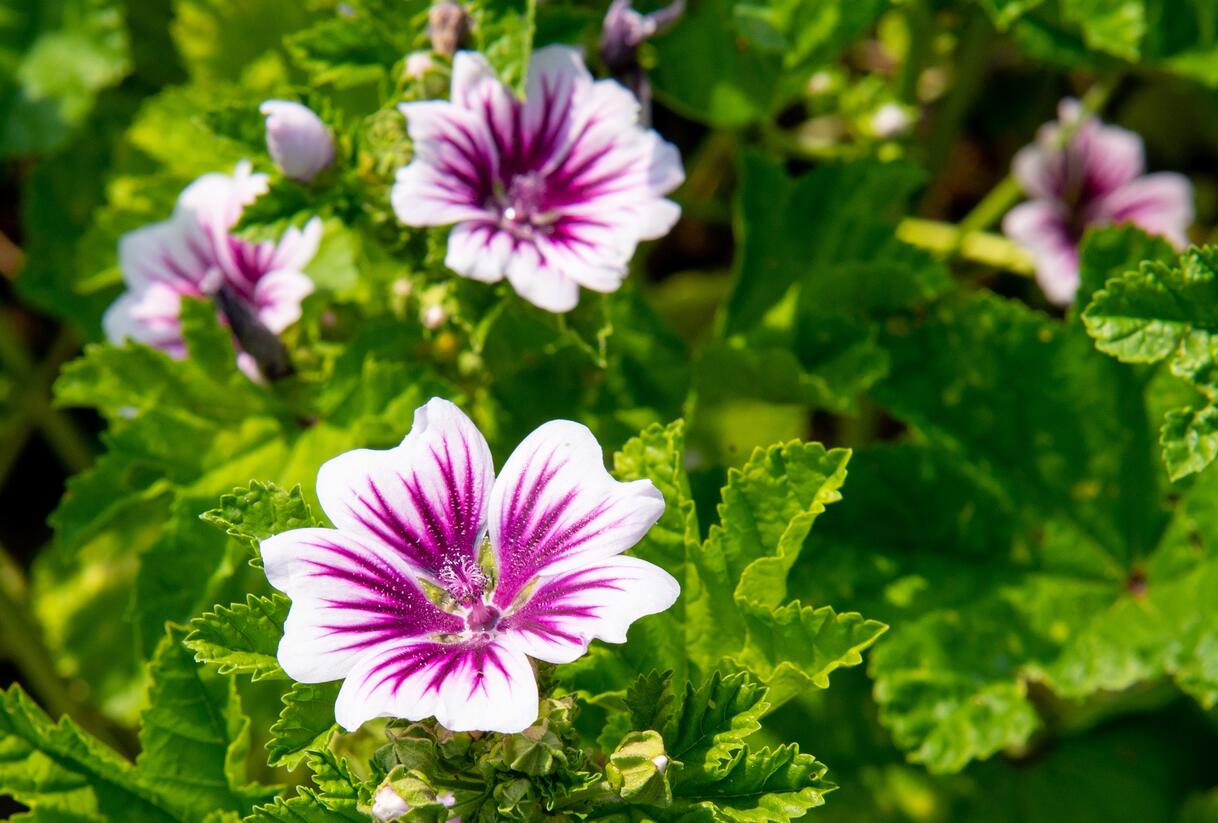 Sléz lesní 'Zebrina' - Malva sylvestris 'Zebrina'