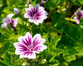 Sléz lesní 'Zebrina'