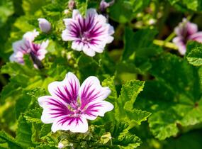 Sléz lesní 'Zebrina' - Malva sylvestris 'Zebrina'