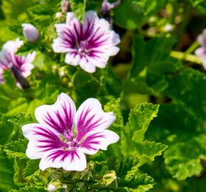 Sléz lesní 'Zebrina' - Malva sylvestris 'Zebrina'