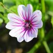 Sléz lesní 'Zebrina' - Malva sylvestris 'Zebrina'