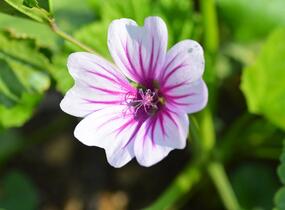 Sléz lesní 'Zebrina' - Malva sylvestris 'Zebrina'
