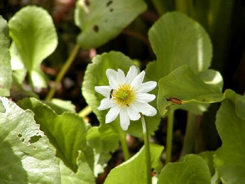 Blatouch americký - Caltha leptosepala