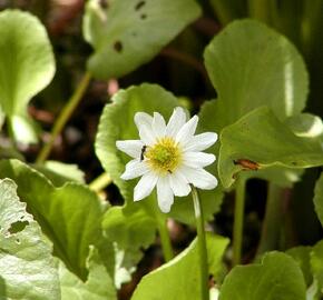 Blatouch americký - Caltha leptosepala