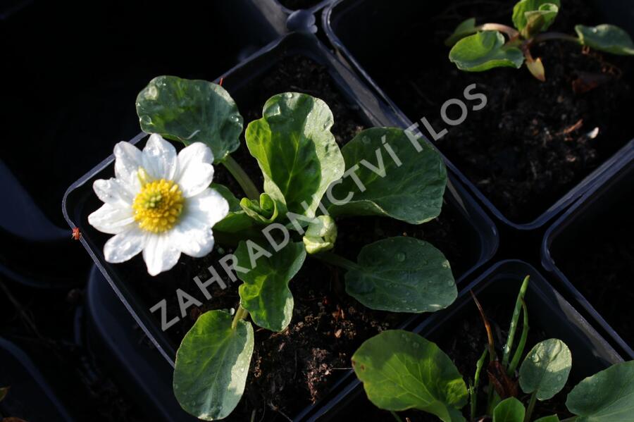 Blatouch americký - Caltha leptosepala