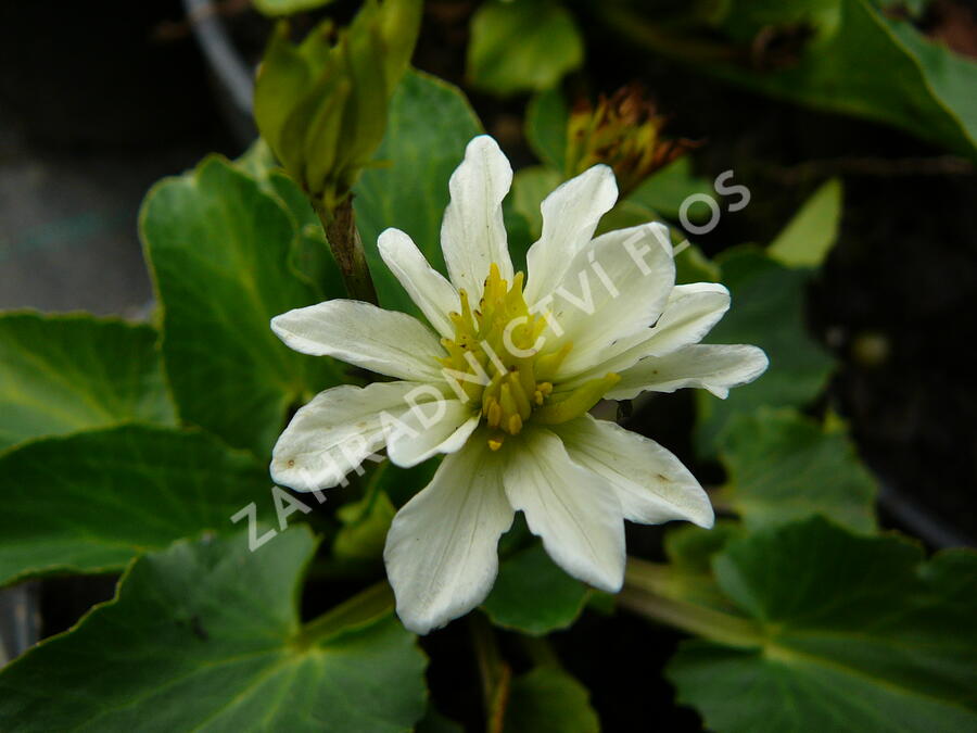 Blatouch americký - Caltha leptosepala