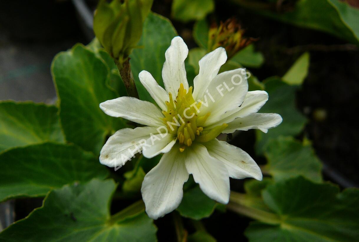 Blatouch americký - Caltha leptosepala