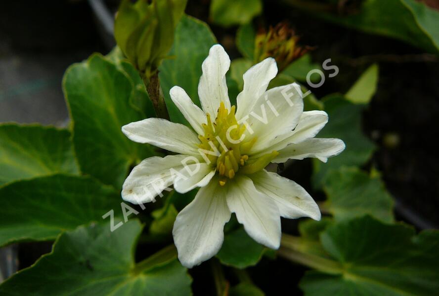 Blatouch americký - Caltha leptosepala
