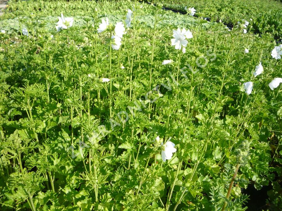 Sléz pižmový 'Alba' - Malva moschata 'Alba'