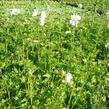 Sléz pižmový 'Alba' - Malva moschata 'Alba'