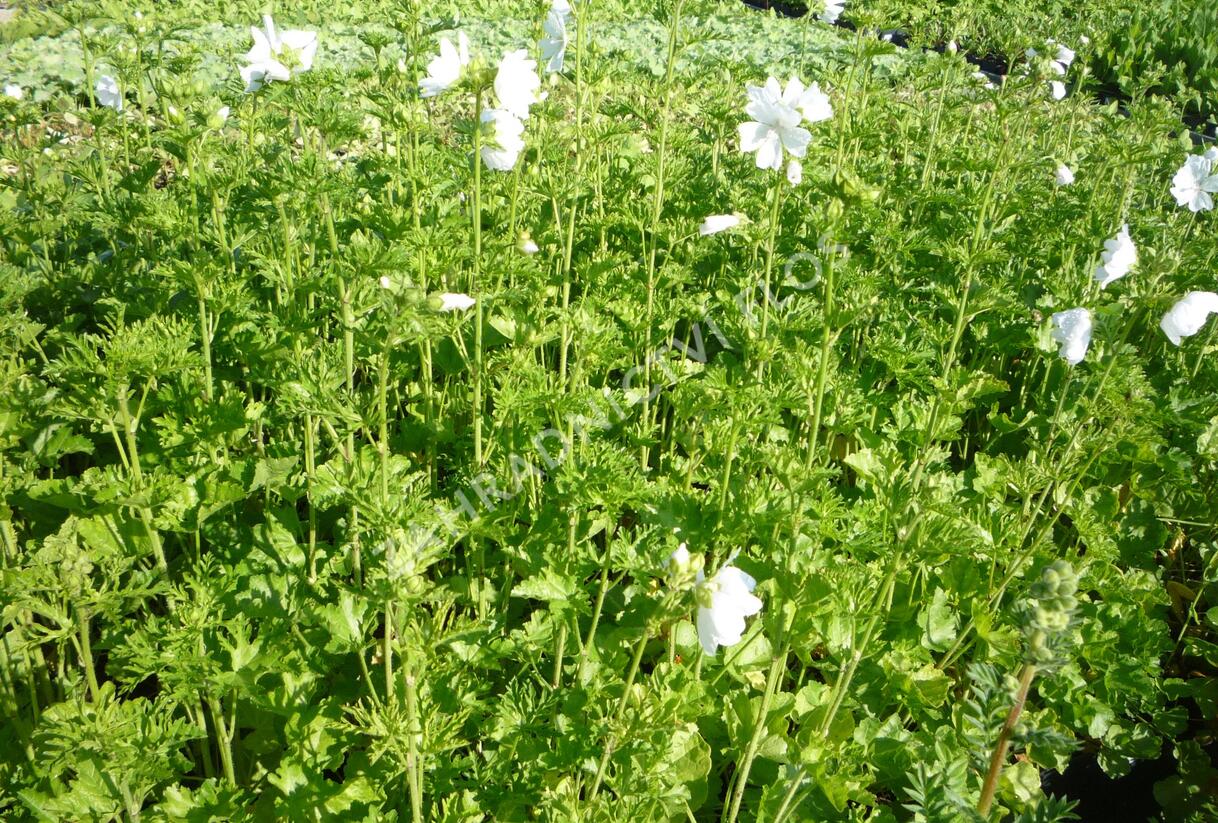 Sléz pižmový 'Alba' - Malva moschata 'Alba'