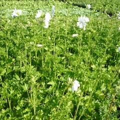 Sléz pižmový 'Alba' - Malva moschata 'Alba'