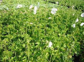 Sléz pižmový 'Alba' - Malva moschata 'Alba'