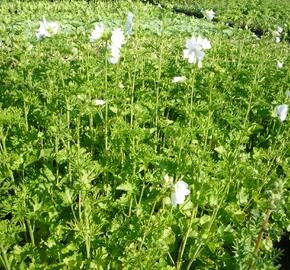 Sléz pižmový 'Alba' - Malva moschata 'Alba'