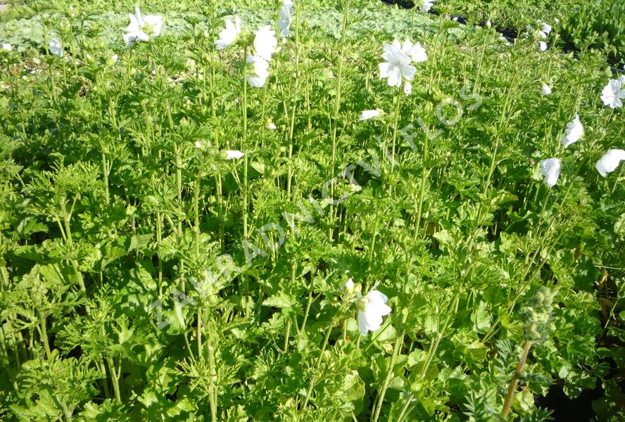 Sléz pižmový 'Alba' - Malva moschata 'Alba'