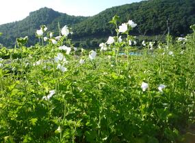 Sléz pižmový 'Alba' - Malva moschata 'Alba'