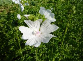 Sléz pižmový 'Alba' - Malva moschata 'Alba'