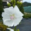 Sléz pižmový 'Alba' - Malva moschata 'Alba'
