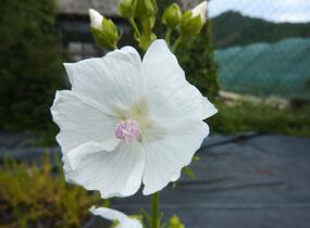Sléz pižmový 'Alba' - Malva moschata 'Alba'