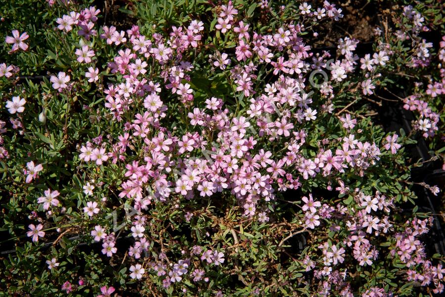 Šater plazivý 'Rosea' - Gypsophila repens 'Rosea'