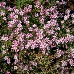 Šater plazivý 'Rosea' - Gypsophila repens 'Rosea'