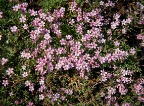 Šater plazivý 'Rosea' - Gypsophila repens 'Rosea'