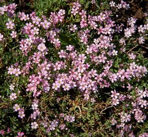 Šater plazivý 'Rosea' - Gypsophila repens 'Rosea'