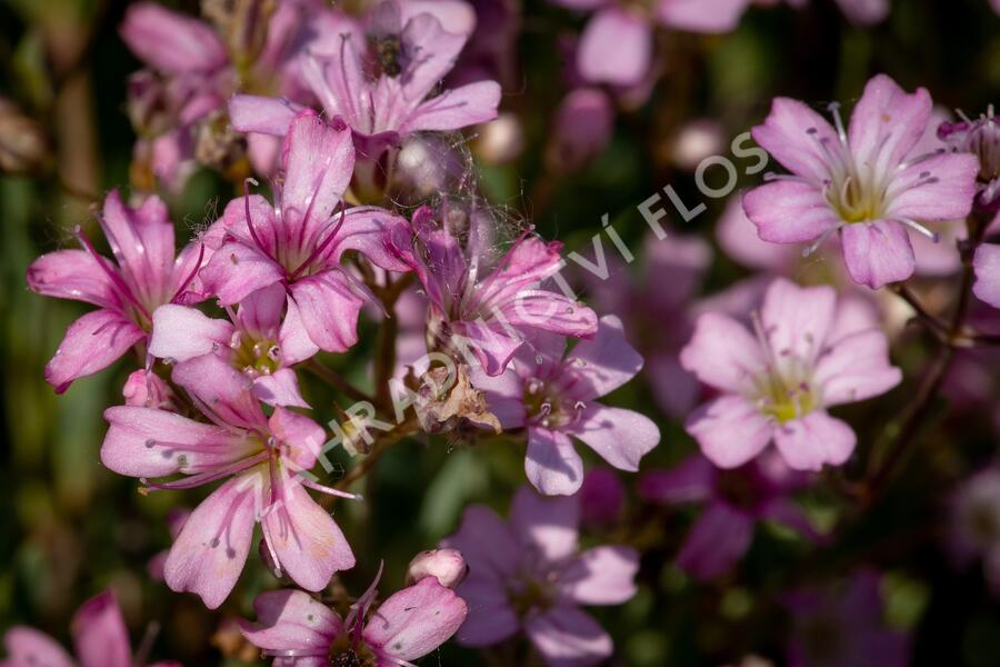 Šater plazivý 'Rosea' - Gypsophila repens 'Rosea'