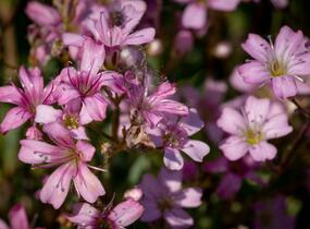 Šater plazivý 'Rosea' - Gypsophila repens 'Rosea'