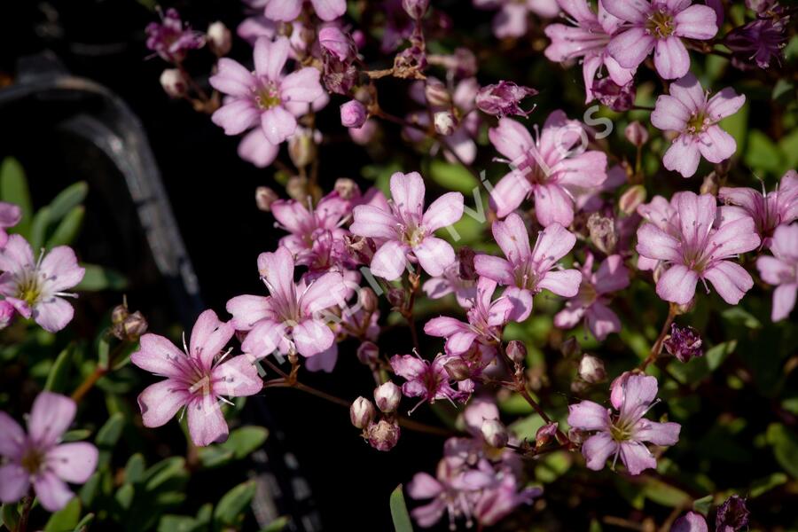 Šater plazivý 'Rosea' - Gypsophila repens 'Rosea'