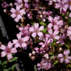 Šater plazivý 'Rosea' - Gypsophila repens 'Rosea'