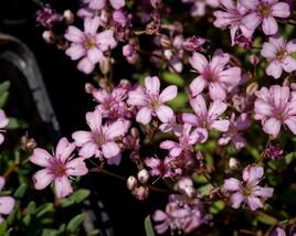 Šater plazivý 'Rosea'
