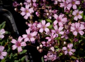 Šater plazivý 'Rosea' - Gypsophila repens 'Rosea'
