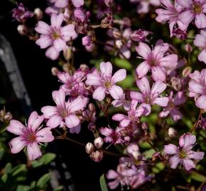 Šater plazivý 'Rosea' - Gypsophila repens 'Rosea'