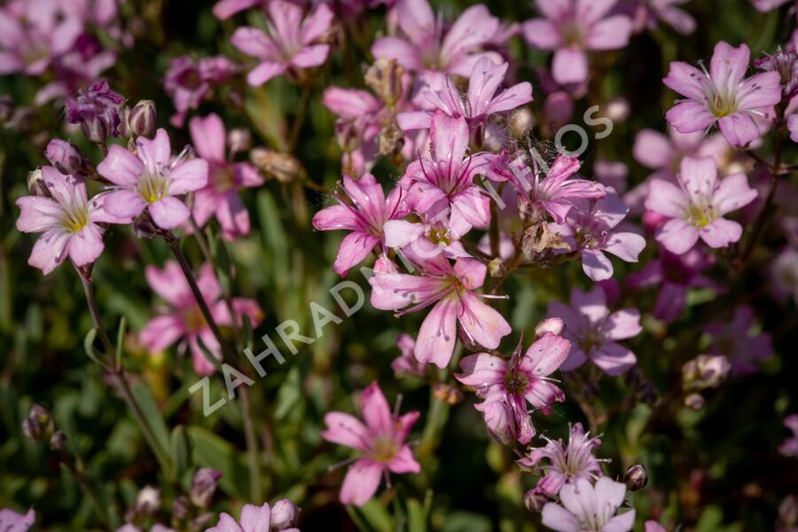 Šater plazivý 'Rosea' - Gypsophila repens 'Rosea'