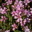 Šater plazivý 'Rosea' - Gypsophila repens 'Rosea'