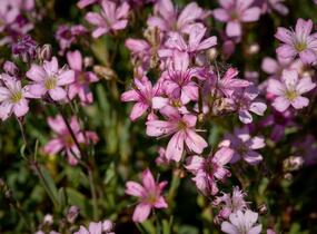 Šater plazivý 'Rosea' - Gypsophila repens 'Rosea'
