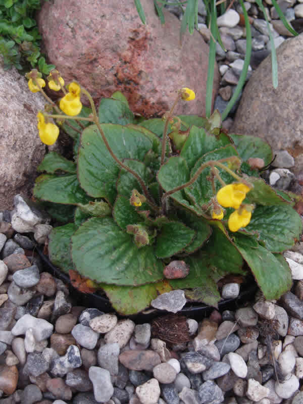 Pantoflíček dvoukvětý 'Goldcap' - Calceolaria biflora 'Goldcap'