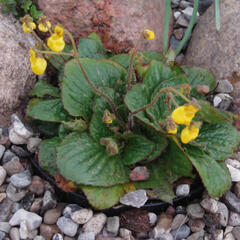 Pantoflíček dvoukvětý 'Goldcap' - Calceolaria biflora 'Goldcap'