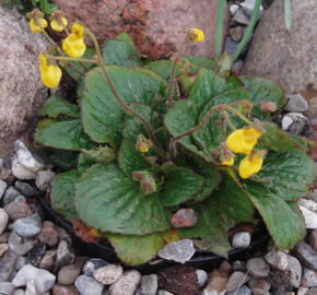 Pantoflíček dvoukvětý 'Goldcap' - Calceolaria biflora 'Goldcap'