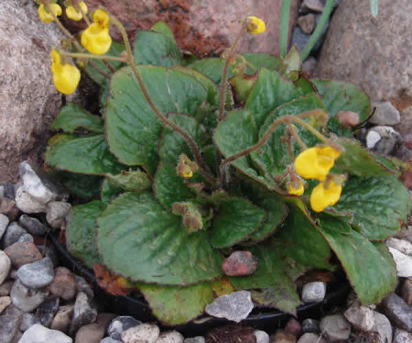 Pantoflíček dvoukvětý 'Goldcap' - Calceolaria biflora 'Goldcap'