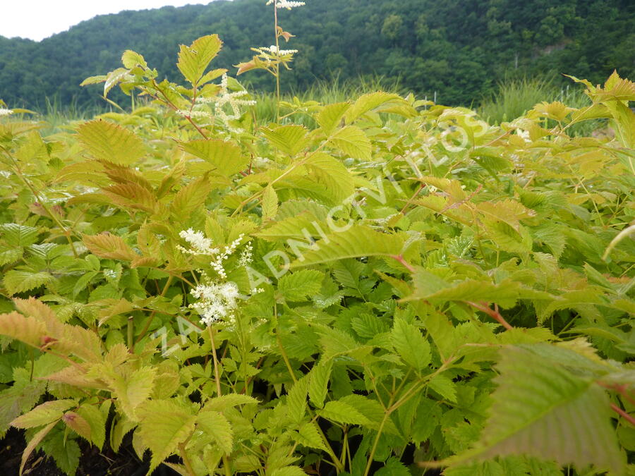 Udatna lesní - Aruncus dioicus