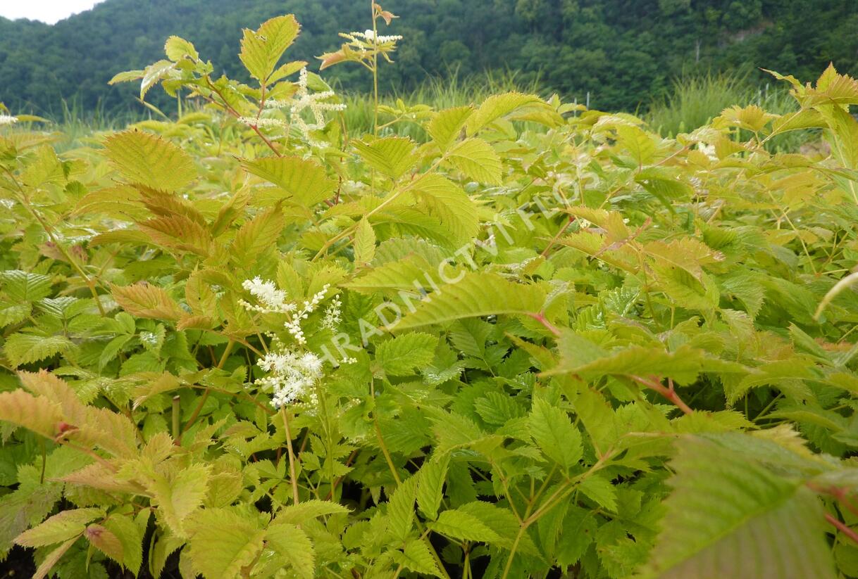 Udatna lesní - Aruncus dioicus