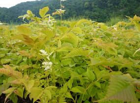 Udatna lesní - Aruncus dioicus