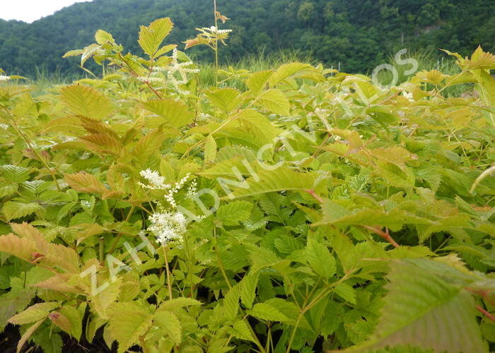 Udatna lesní - Aruncus dioicus