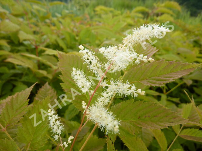 Udatna lesní - Aruncus dioicus