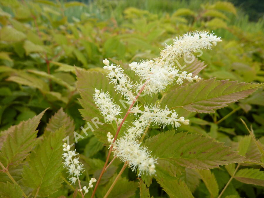Udatna lesní - Aruncus dioicus