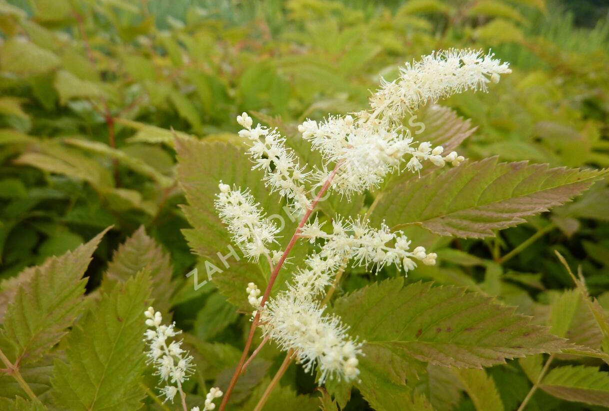 Udatna lesní - Aruncus dioicus