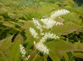 Udatna lesní - Aruncus dioicus